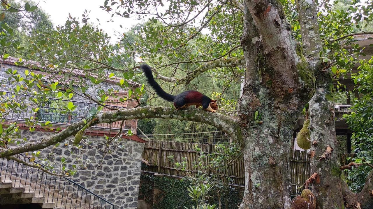 テッカディ Wildernest Bed & Breakfast エクステリア 写真