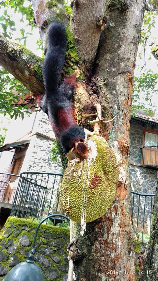 テッカディ Wildernest Bed & Breakfast エクステリア 写真